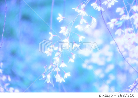 雨に輝く枝垂れ桜 2687510