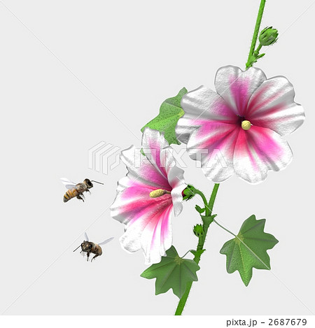 タチアオイとミツバチ タチアオイとミツバチ 2687679