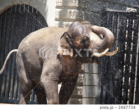 ゾウの水浴び 2687738
