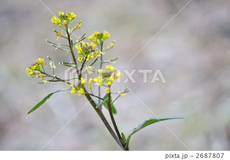 イヌガラシの花 イヌガラシの花 2687807