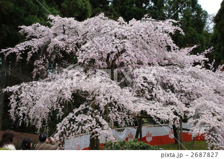京都 桜 京都 桜 2687827