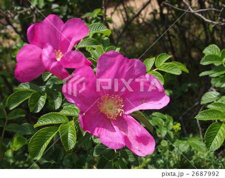 ハマナス 2687992