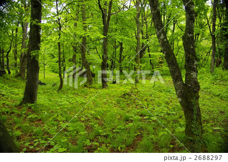 原生林 雑木林 広葉樹林の写真素材 267