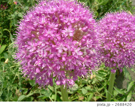 アリウム・ギガンチウム 2688420