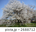 一心行の大桜 2688712