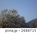 一心行の大桜と阿蘇山 2688715