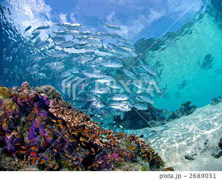 School of Jacks 3 School of Jacks 3 2689031
