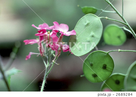 65108 カネノナルキ 65108 カネノナルキ 2689284