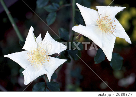 65191 ギガンティア 65191 ギガンティア 2689377