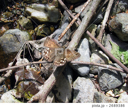 ミヤマセセリ 2689386