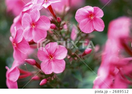 65384　オイランソウ 2689512