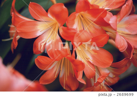 65564 クンシラン 65564 クンシラン 2689699