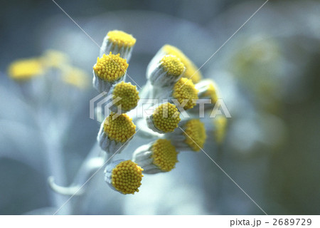 65591　シロタエギグ 2689729