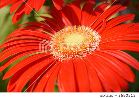 ガーベラ 2690515