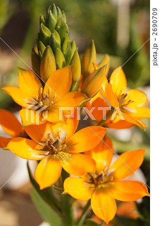 オーニソガラム ダビウム オレンジ オーニソガラム ダビウム オレンジ 2690709