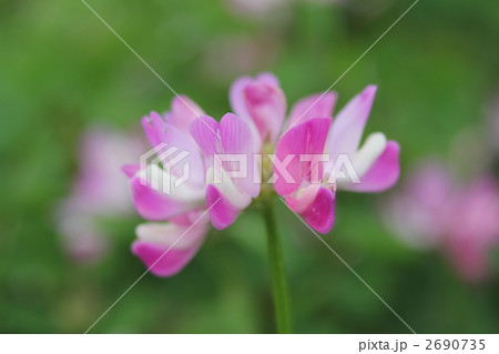 れんげ 2690735
