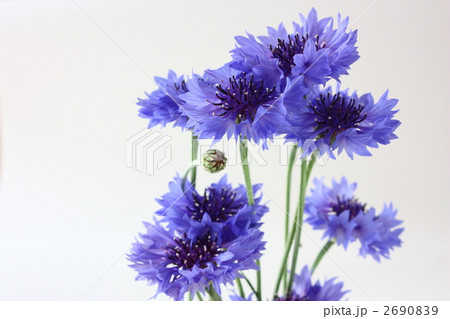 ヤグルマギク 2690839