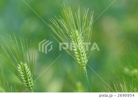 オオムギ 2690954