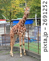 キリン 2691252