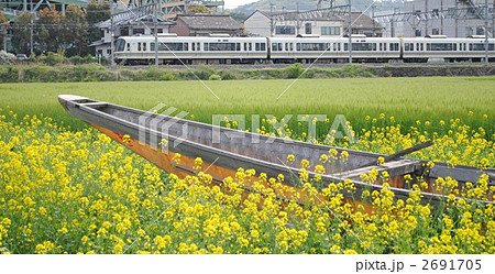 菜の花 2691705