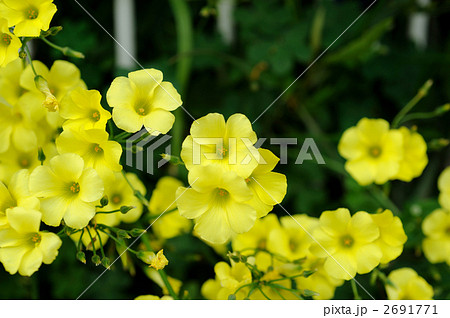 黄花オキザリス 黄花オキザリス 2691771