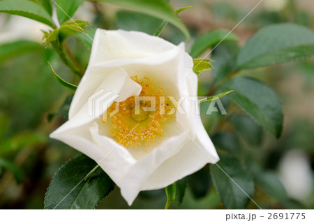 シロハマナス 2691775