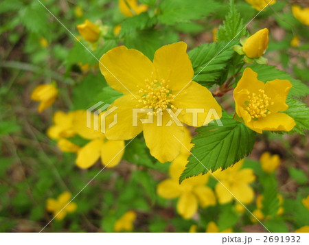 山吹の花 山吹の花 2691932
