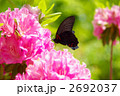 黒アゲハ 2692037