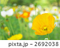 ポピー 2692038