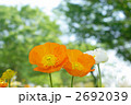 ポピー 2692039