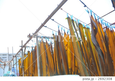 三浦半島のコンブ干し 三浦半島のコンブ干し 2692308