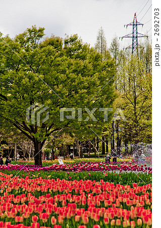 チューリップ畑 チューリップ畑 2692703