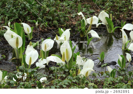 戸隠森林公園の水芭蕉 2692891