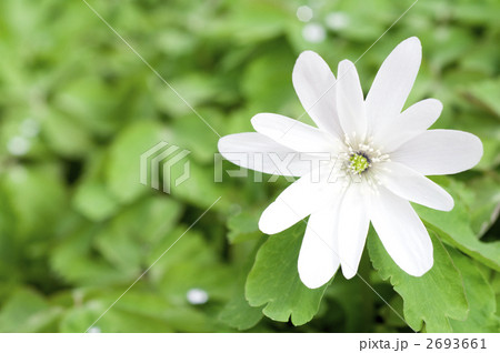 アズマイチゲ 2693661