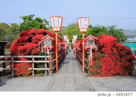 満開の霧島躑躅 満開の霧島躑躅 2693857