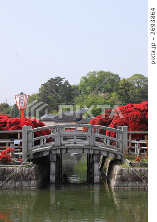 満開の霧島躑躅 2693864