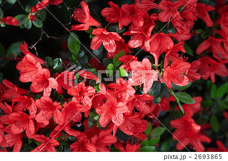 霧島躑躅いっぱい 2693865