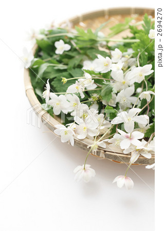 ザルに盛ったニリンソウ 2694270