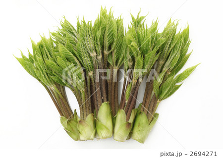 白バックで撮ったコシアブラ 2694271