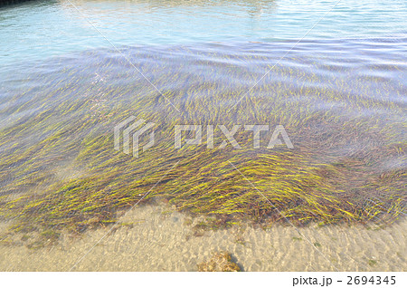 浜名湖、魚のゆりかご藻場「アマモ」。 2694345