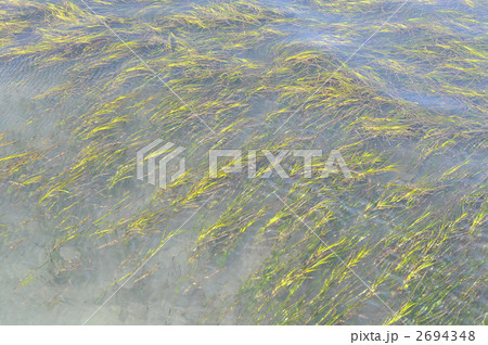 浜名湖、魚のゆりかご藻場「アマモ」。 浜名湖、魚のゆりかご藻場「アマモ」。 2694348