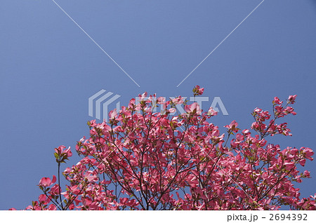 アメリカハナミズキ アメリカハナミズキ 2694392