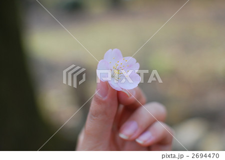 桜 桜 2694470