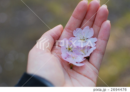 桜 桜 2694476