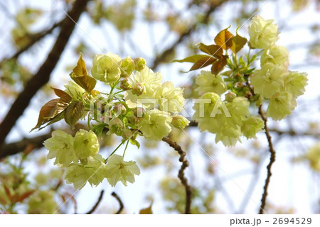 ウコン桜 ウコン桜 2694529