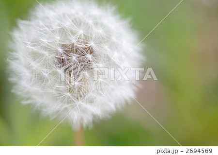 綿毛のたんぽぽ 2694569