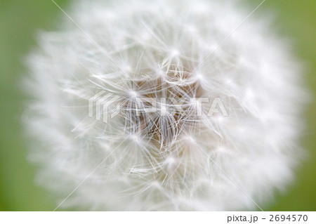 綿毛のたんぽぽ 綿毛のたんぽぽ 2694570
