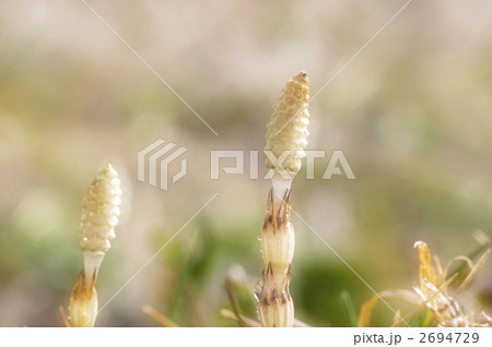つくし つくし 2694729
