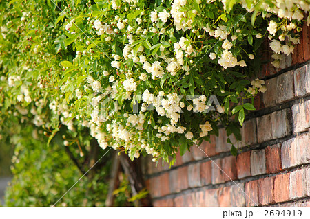 モッコウバラ モッコウバラ 2694919