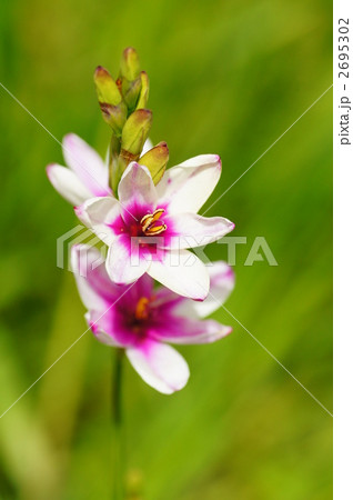 イキシア イキシア 2695302